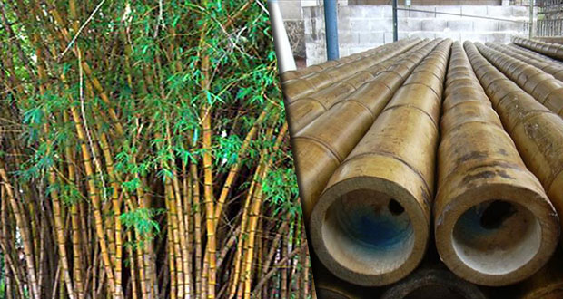 They promote bamboo production in Puebla for housing in the United States and Canada