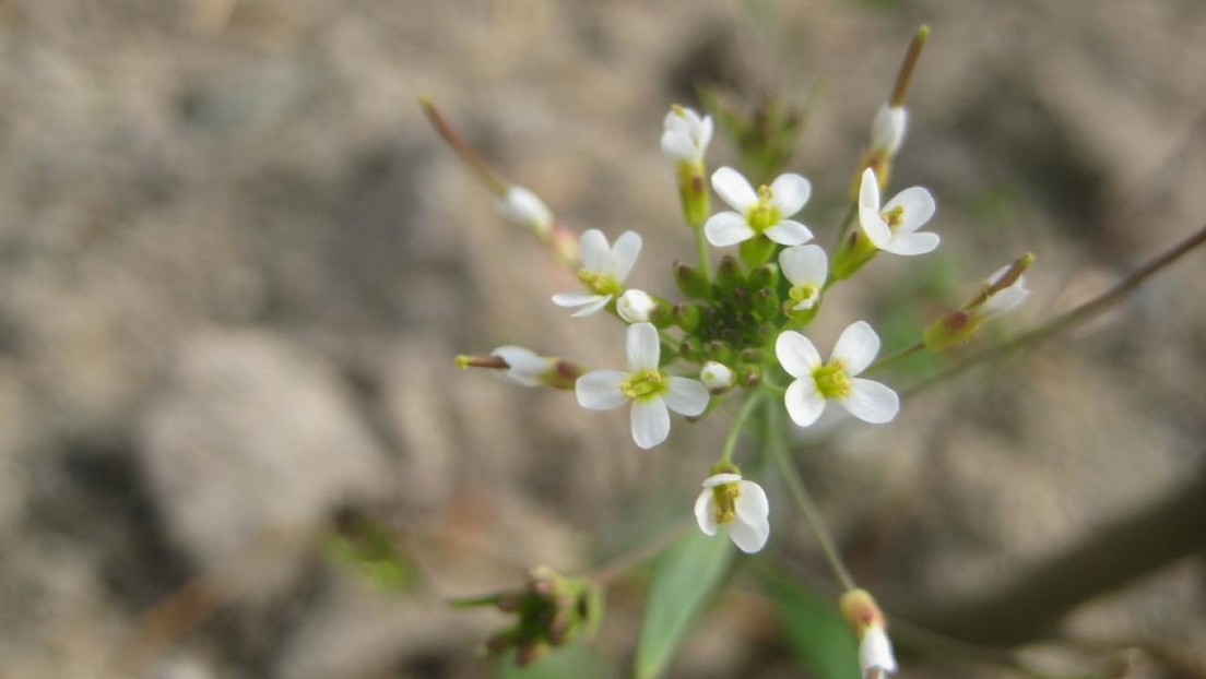 Scientists suspect that DNA mutations are random after studying a simple and small plant