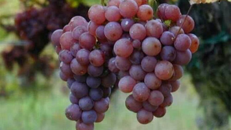 October grape shipments reached $81.8 million and grew 7.4% |  News