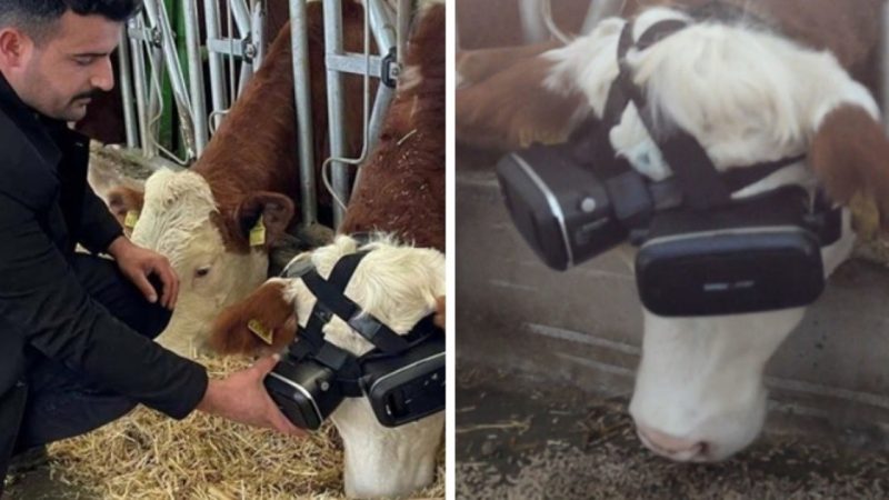 Video: He put virtual reality glasses on his cows and managed to increase milk production