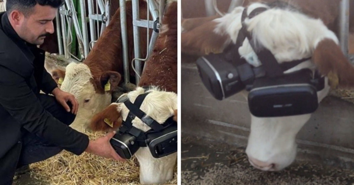 Video: He put virtual reality glasses on his cows and managed to increase milk production