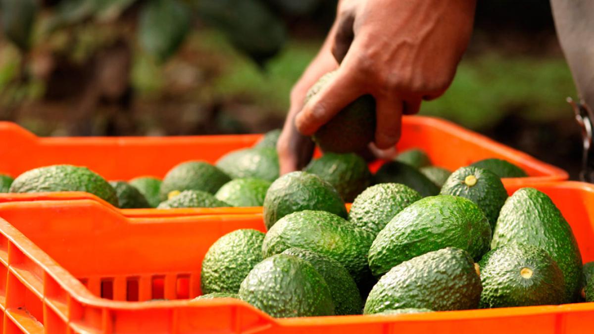 Avocado exports to the United States stopped, and it reached 30.3 thousand products