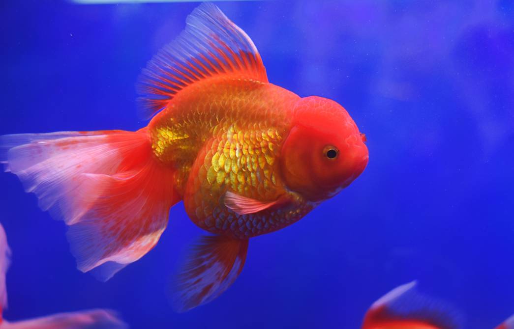 Giant goldfish, from pets to invasive species in Canadian waters |  Ecology |  magazine