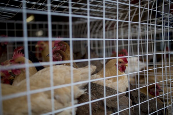 Deadly strain of bird flu is spreading across America, threatening chicken exports