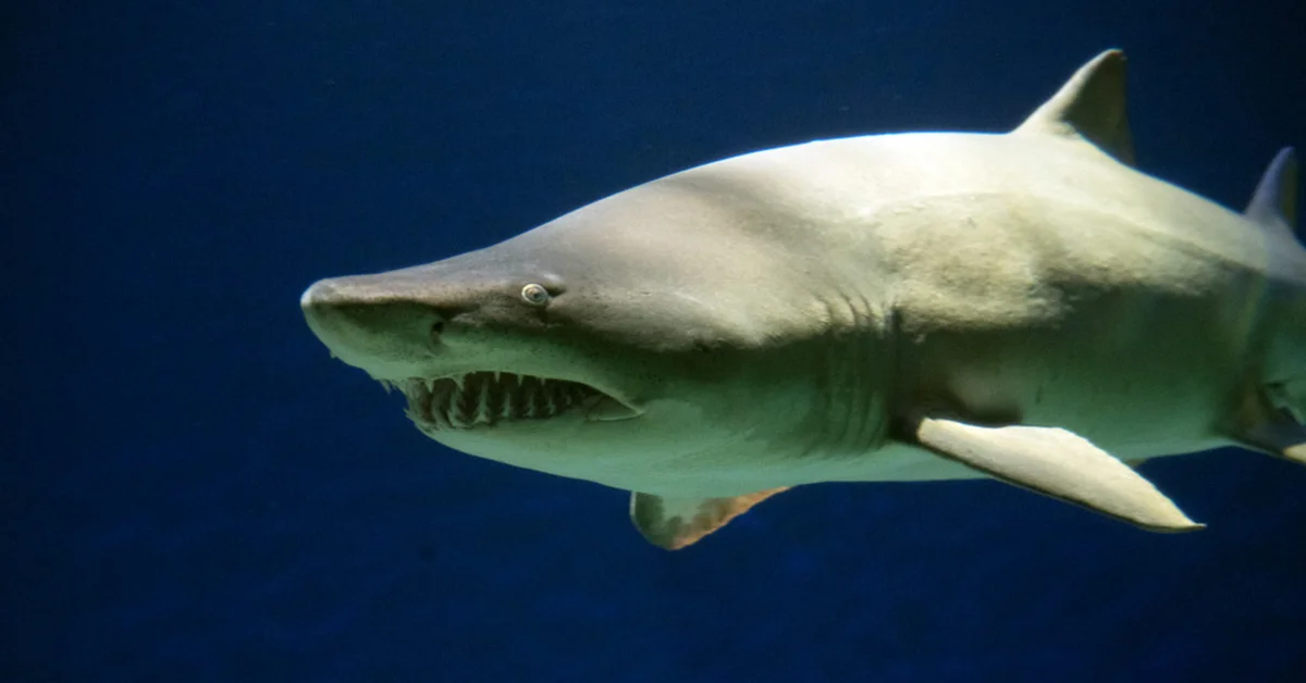 Science Unveils the Mystery: Do Sharks Sleep?