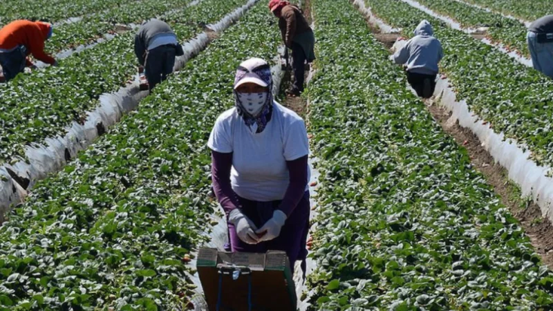 US: 10 companies hiring more agricultural workers in the US |  Work visa |  H-2A visa |  the answers