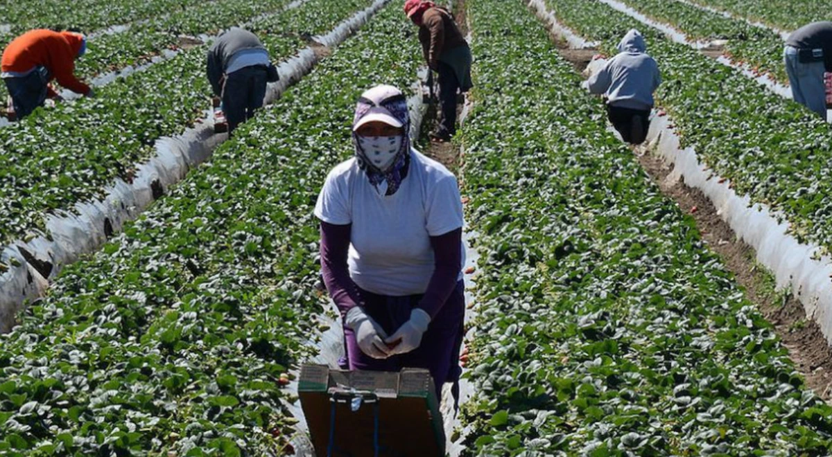 US: 10 companies hiring more agricultural workers in the US |  Work visa |  H-2A visa |  the answers