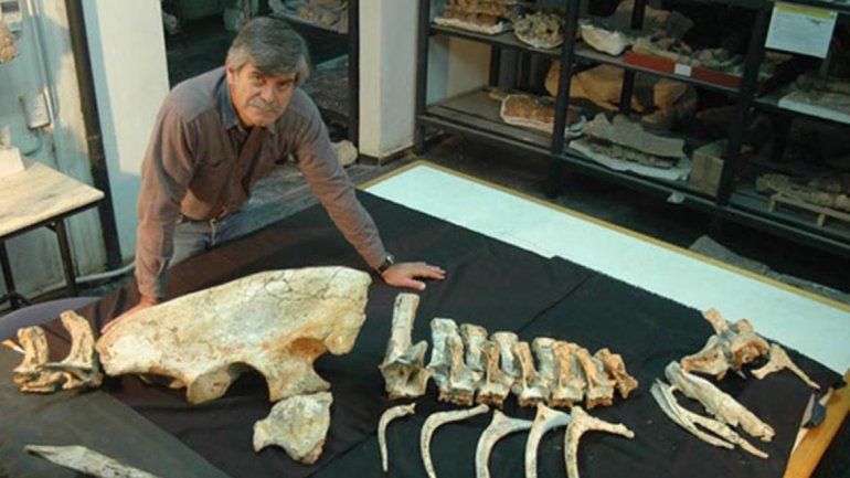 Rodolfo Correa, paleontologist and member of the excavation missions, said: 