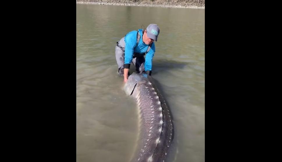 A sturgeon that is over 100 years old and weighs 270 kilograms caught a “living dinosaur”, so what did he do with it?  – 04/11/2022