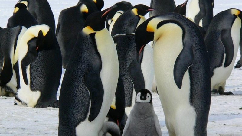 Would you go to Antarctica, without the internet, to count the penguins?  NGOs will pay you two thousand dollars a month