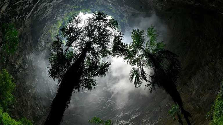 They discovered an ancient ‘underground forest’ in China that could contain species never seen before