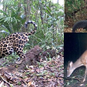 A scientific study reveals a large number of wild species in Panama