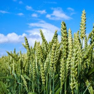 Booster to improve crop welfare