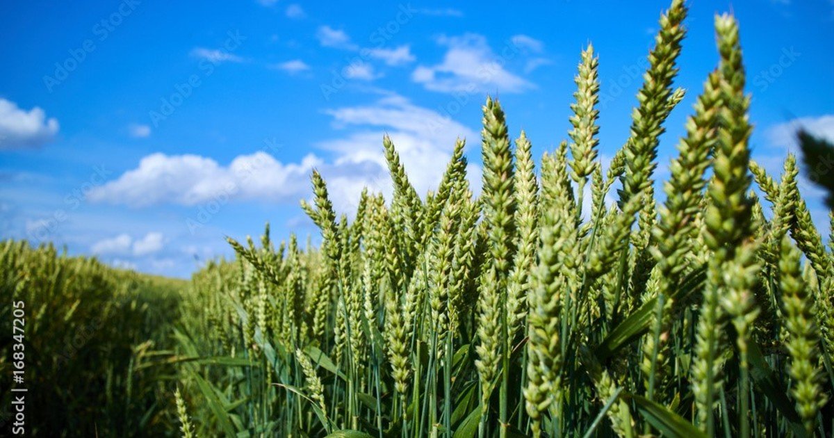 Booster to improve crop welfare