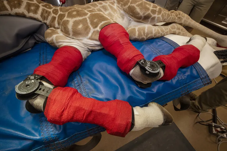 Human medicine saves a giraffe in San Diego