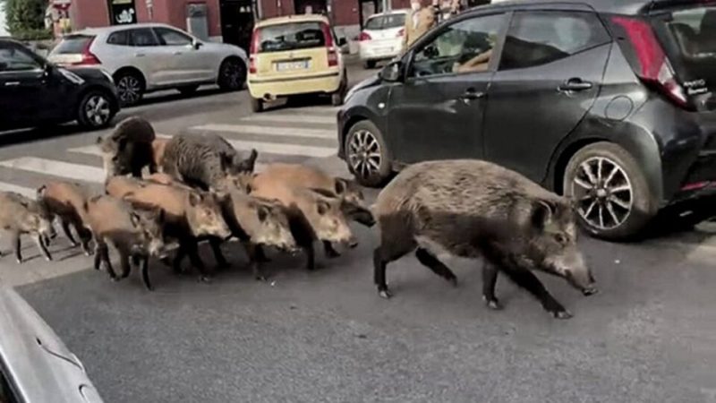 Rome: Night curfew due to the presence of wild boars in the streets |  The municipality will fence Insugherata Park, where the animals will come