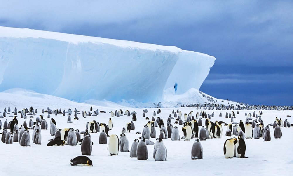cool team?  They offer a job in Antarctica to count penguins
