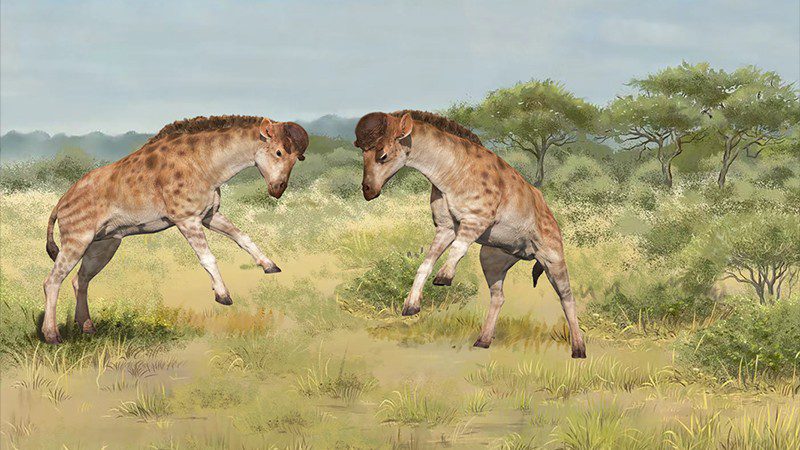 Discokeryx xiezhi had more complex head and neck joints than any known mammal, a physiology that appears to have evolved from head-butting fights between males (Credit: Y. Wang and X. Guo)