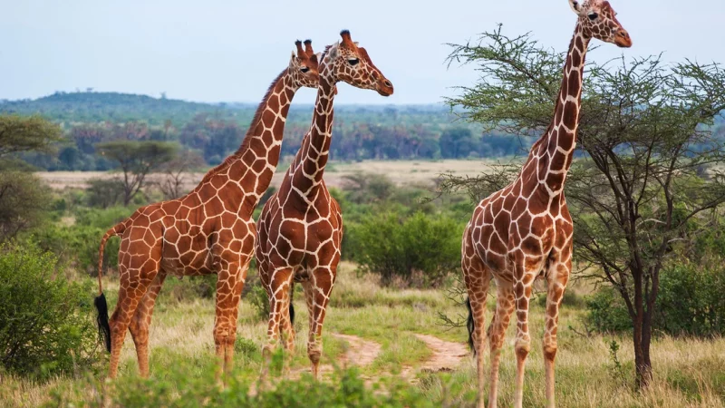 They revealed why giraffes developed such a long neck