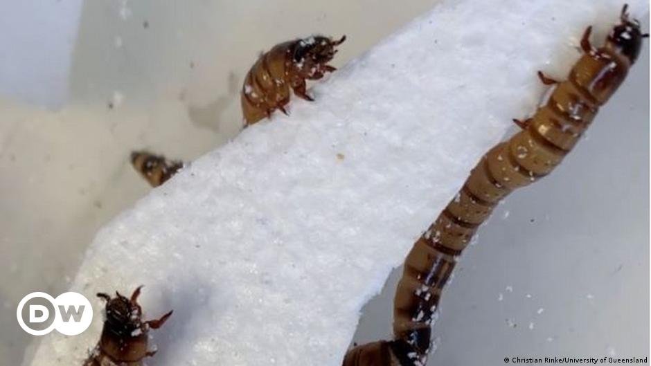 Scientists discover a “superworm” capable of eating polystyrene  Science and Ecology |  Dr..