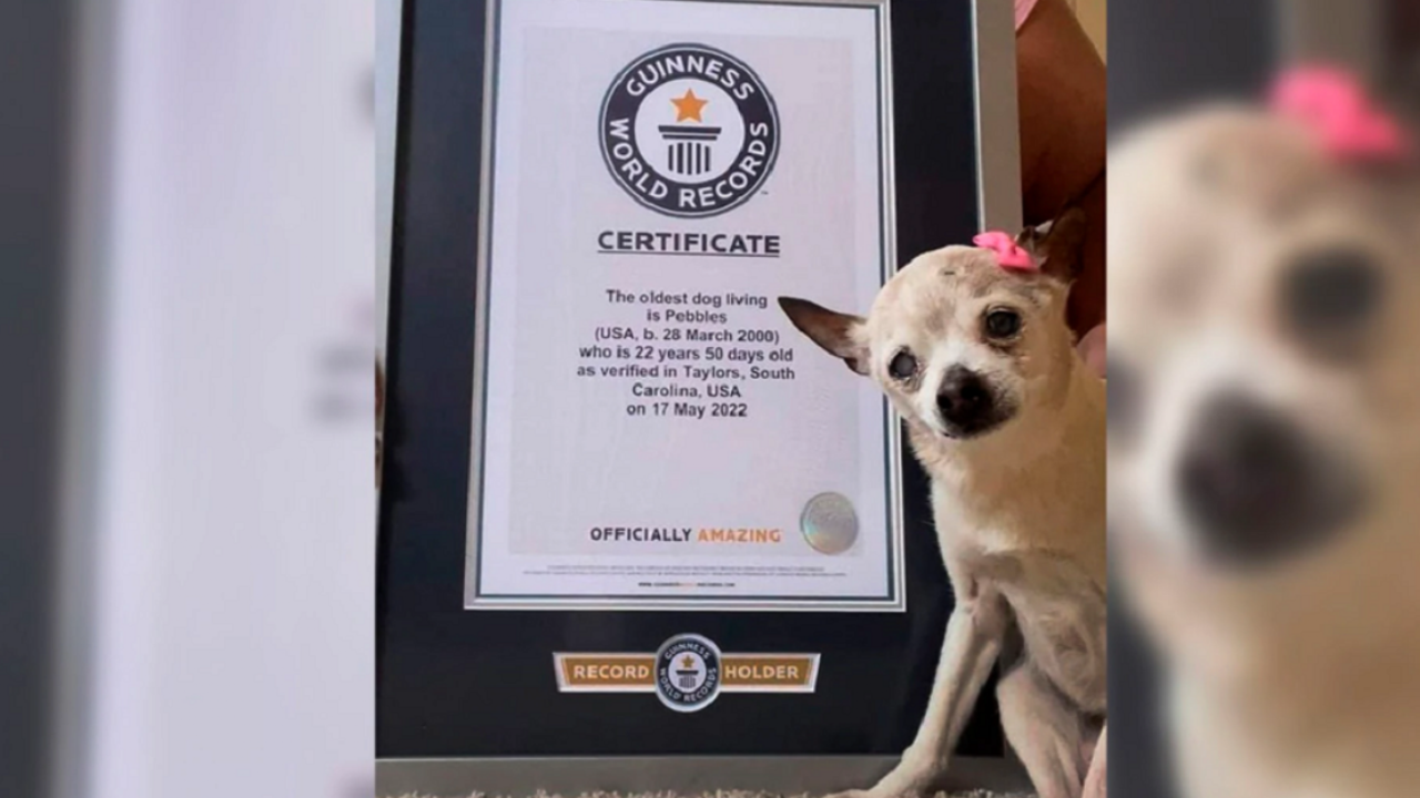 Meet Pebbles, the world’s longest-lived dog and a Guinness World Record holder