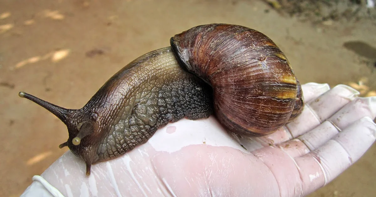 Alert in the United States for the discovery of a giant African snail: a province in Florida entered quarantine