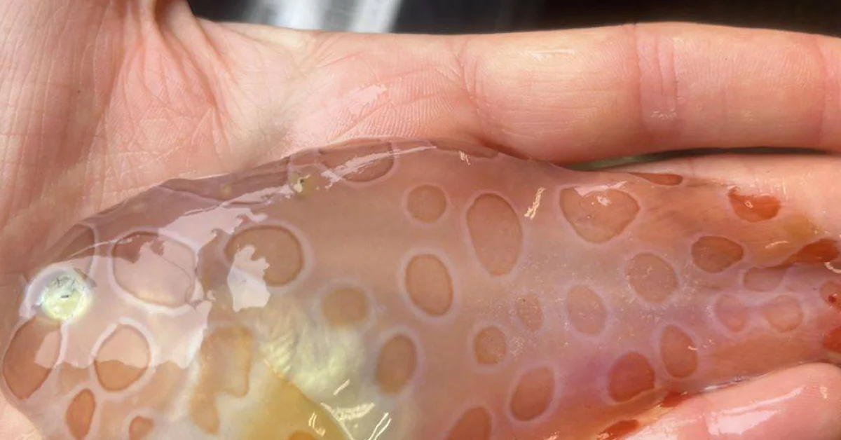 Deep sea scientists find a rare transparent fish on an ocean expedition