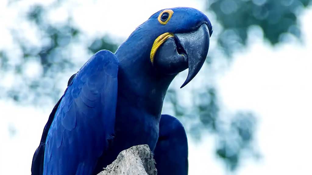 The parrots that inspired the movie “Rio” are back in Brazil