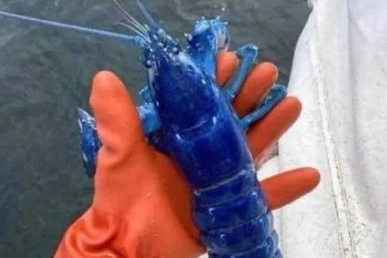 One in two million: catch a strange blue lobster and return it to the sea for an unexpected reason