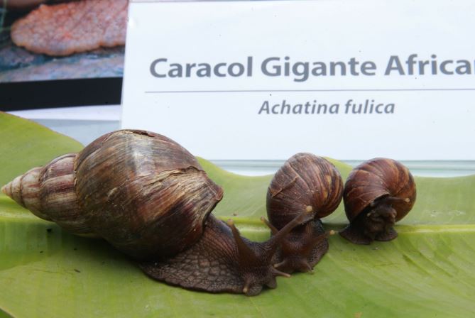 The African snail threatens the ecosystem and health.  (take photo)