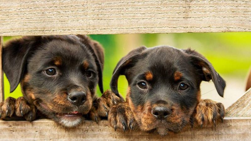 Are you not trustworthy?  Science Confirms That Puppies Can Smell Someone Bad – El Sol de Parral