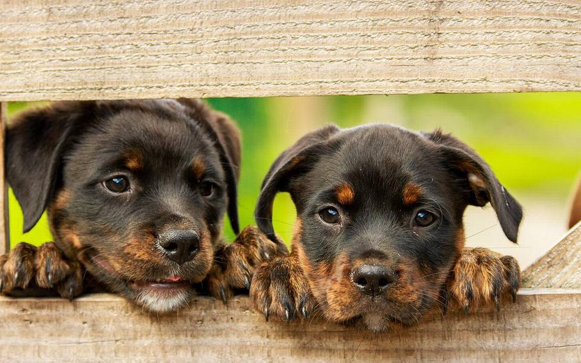 Are you not trustworthy?  Science Confirms That Puppies Can Smell Someone Bad – El Sol de Parral