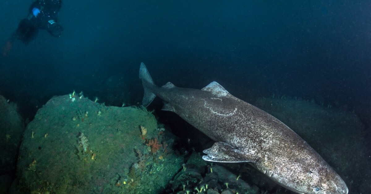 How did the arctic shark end up in Belize?  Science is trying to explain it |  environment