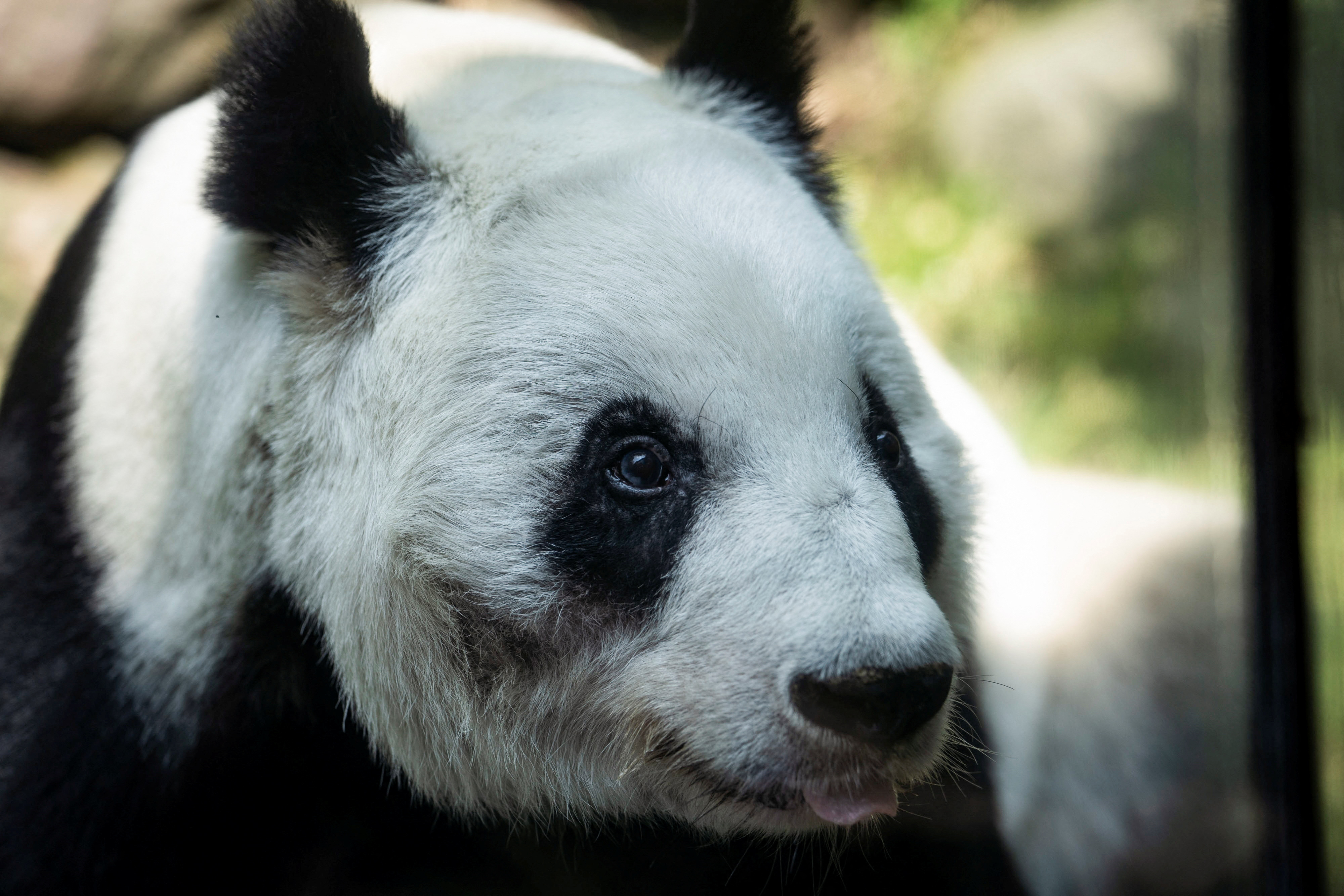 Giant panda Shin Shin (Reuters / Toya Sarno Jordan)