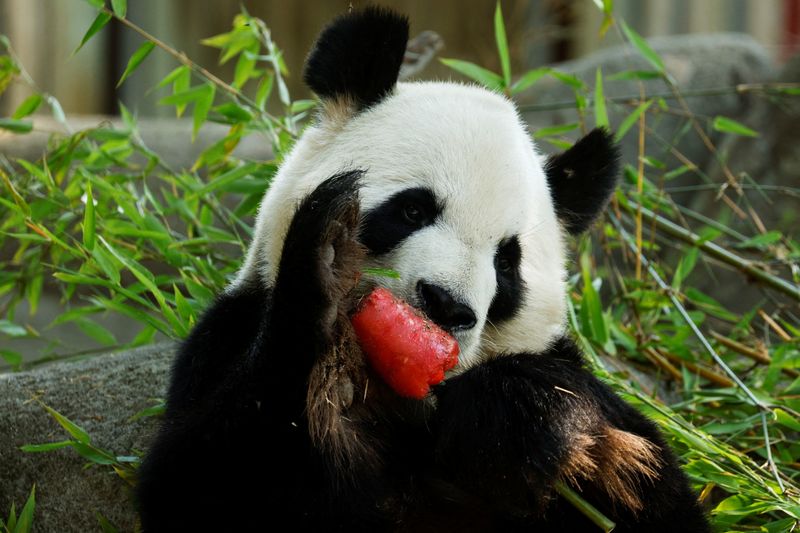 A panda eating watermelon ice cream on a bamboo stick (Reuters/Susanna Vera)