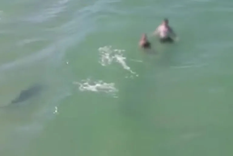 Impressive: A video clip shows how a shark perilously approaches multiple people on a Florida beach and goes unnoticed