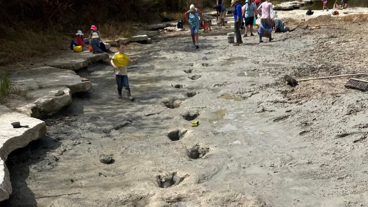 Impressive: drought reveals huge dinosaur footprints