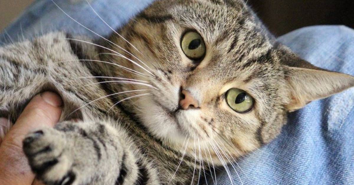Science.-Cat Cat lovers often don’t know what their pets like