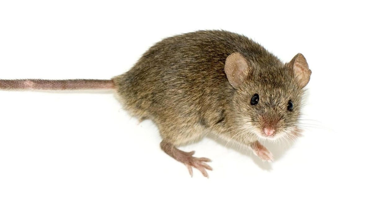 Scientific experiment makes mice produce rat sperm