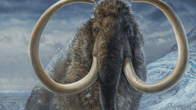 Scientists revive mammoth cells and talk in a study about a possible “resurrection” of extinct species