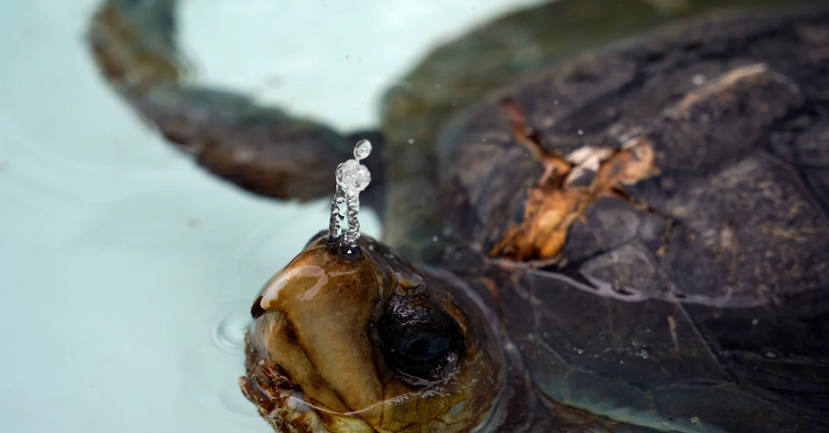 The strange breathing method that turtles have in winter