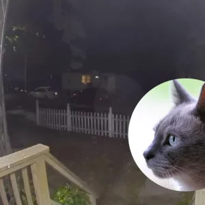 A cat lost in New York came home and rang the doorbell, and now it’s gone viral