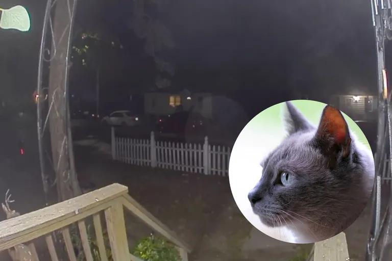 A cat lost in New York came home and rang the doorbell, and now it’s gone viral