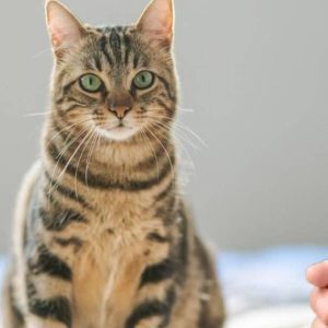 An app that translates a cat’s meow into human language