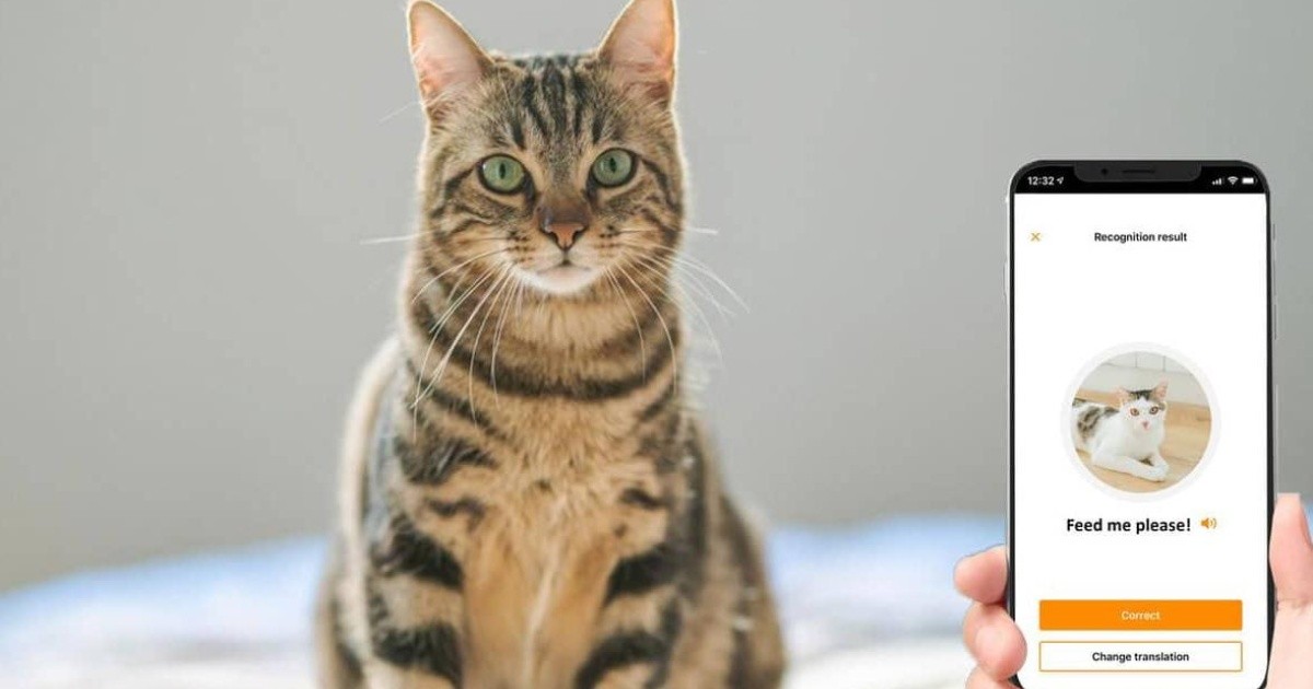 An app that translates a cat’s meow into human language