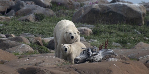 Canada: Polar bears forced to fast and lose one kilogram per day in midsummer (photos)