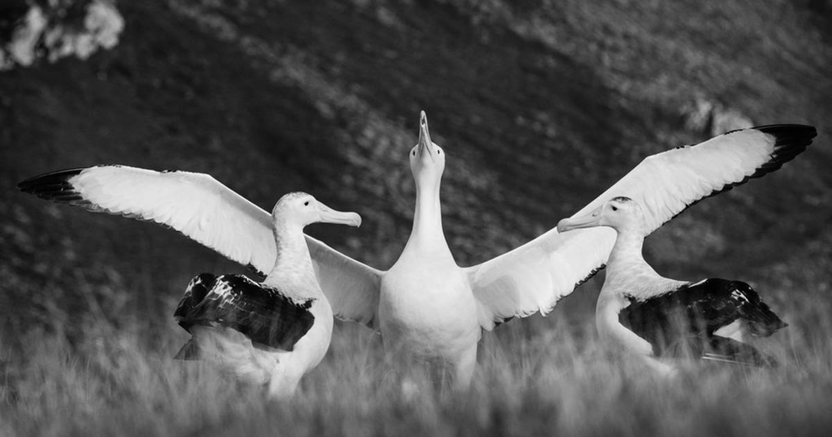 Science.  The rare ‘divorce’ in the monogamous albatross is the fault of the male