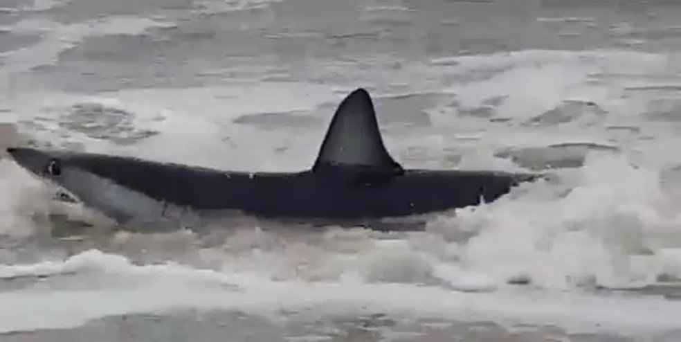 Shark near Camborić |  A shark “one of the most aggressive and fastest sharks in the world” appeared on a beach in Santa Catarina