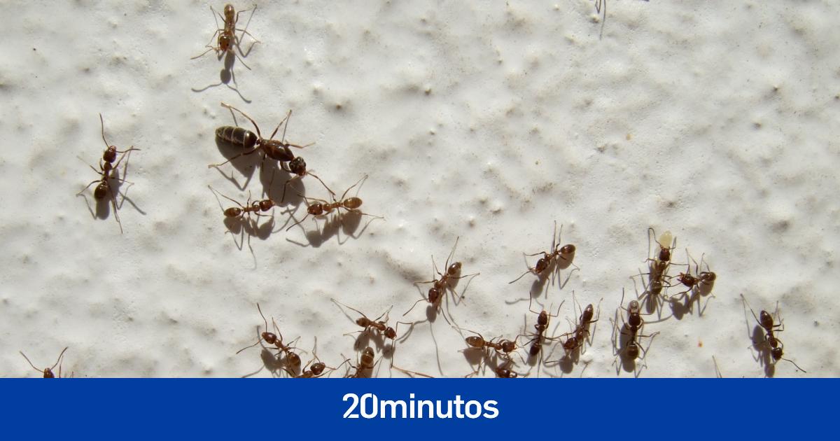 Science reveals the number of ants in the world and how much they weigh