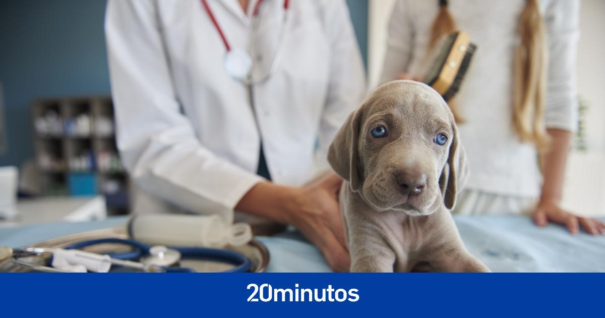 A survey that measures dogs’ health and well-being can make vet visits more efficient